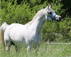 broodmare Fermina (Arabian thoroughbred, 2013, from Pedagog)