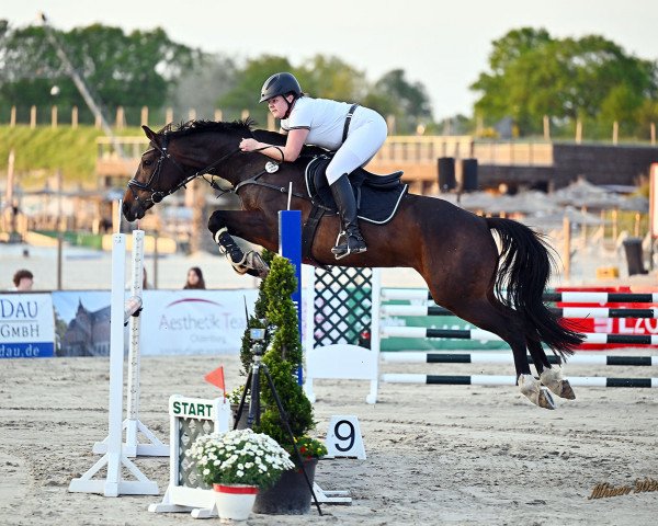 jumper Dancing Dorie (Hanoverian, 2016, from Don Index)