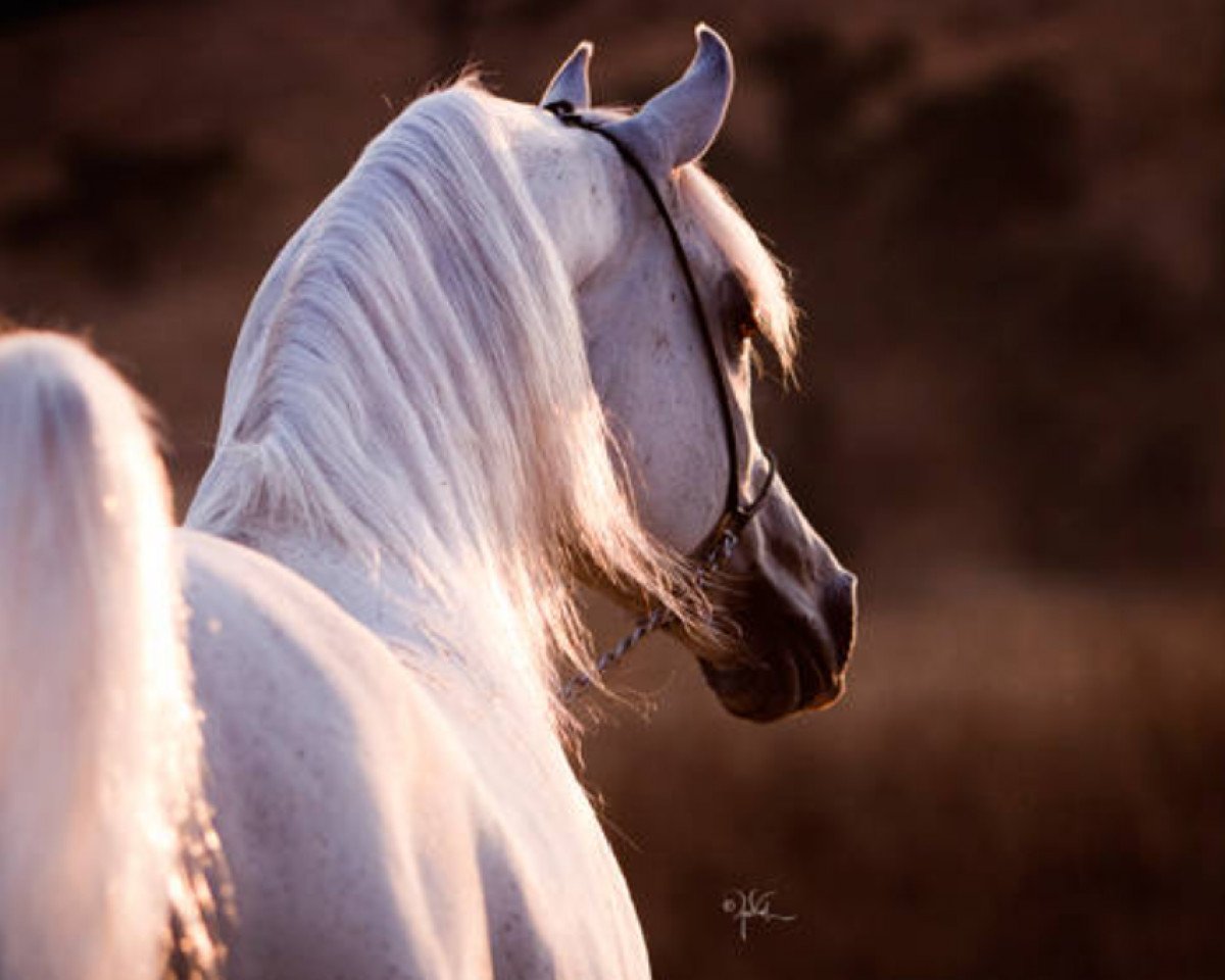 stallion El Nabila B ox (Arabian purebred, 1996, from Kubinec 1987 ox)
