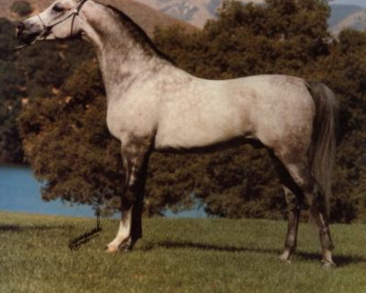stallion Enoss ox (Arabian purebred, 1975, from Bandos 1964 ox)