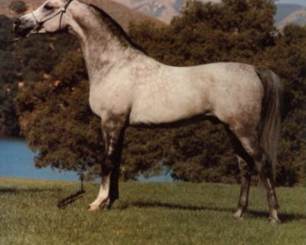 stallion Enoss ox (Arabian thoroughbred, 1975, from Bandos 1964 ox)