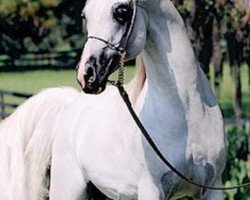 stallion Concensus ox (Arabian, 1991, from Monogramm 1985 ox)