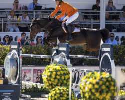 jumper Holy Moley (KWPN (Royal Dutch Sporthorse), 2012, from Verdi)