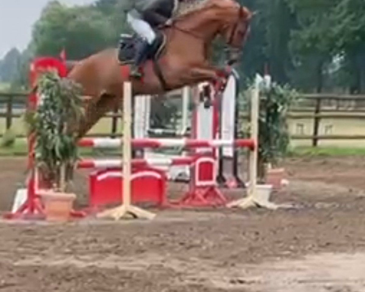 horse Graf Ludwig 4 (German Sport Horse, 2017, from Graf Top)