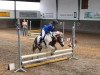 dressage horse Wunnie (Shetland Pony, 2007)