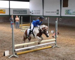 dressage horse Wunnie (Shetland Pony, 2007)