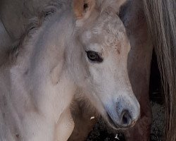 jumper Casimir (Fjord Horse, 2023, from Caron vom Eekbarg)