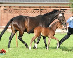 Zuchtstute Dream of Summer (Westfale, 2010, von Don Primus)