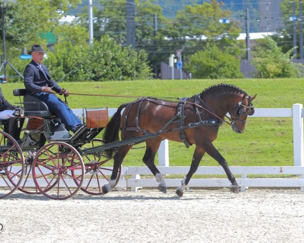 stallion Envol (Freiberger, 2015, from Ethan)