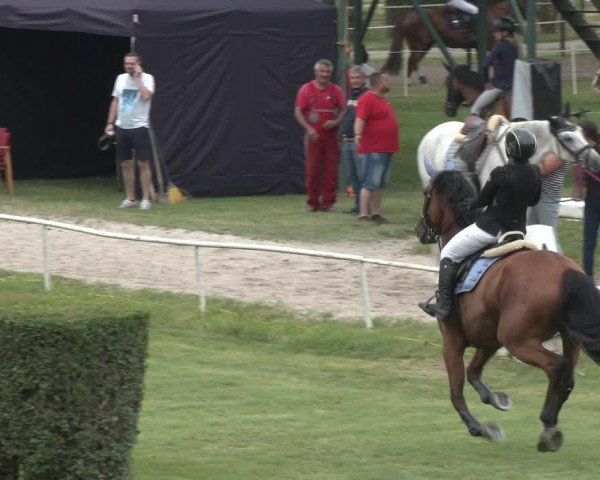 Reitturnier Wien-Freudenau 2023