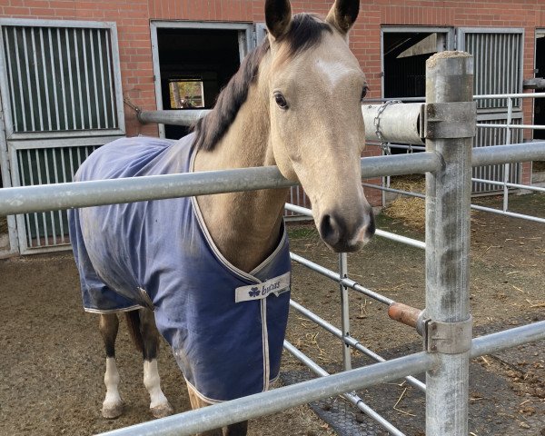 Dressurpferd Masterpiece Gold (Deutsches Reitpony, 2017, von DSP Marc Cain)