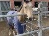 dressage horse Masterpiece Gold (German Riding Pony, 2017, from DSP Marc Cain)