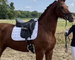 dressage horse Milagro 20 (Hannoveraner, 2020)