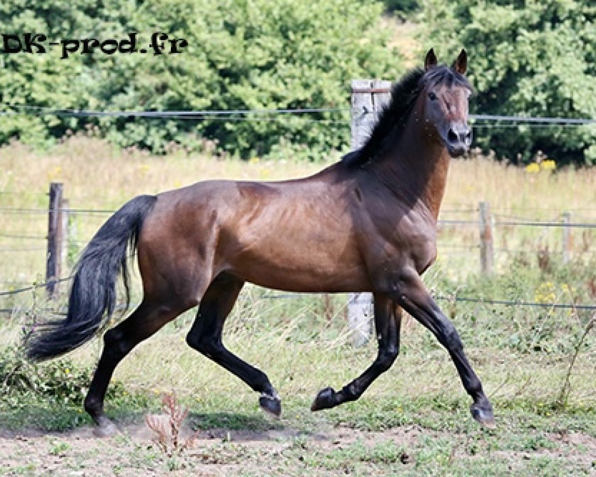 stallion Rubis du Rustick (Selle Français, 2005, from Dollar du Murier)