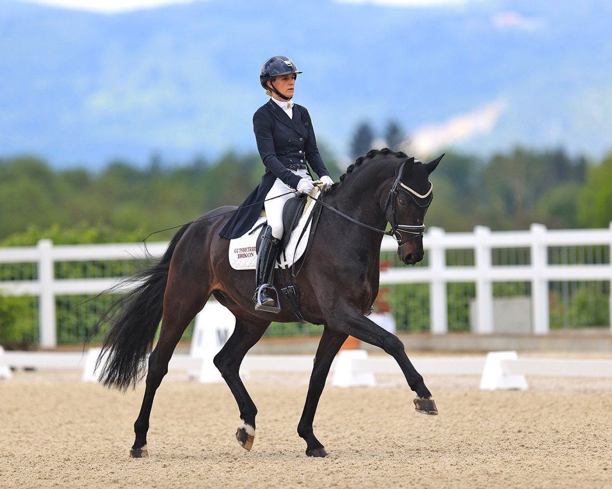 dressage horse For Fun L (Hanoverian, 2015, from Fürstbischof)