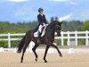 dressage horse For Fun L (Hanoverian, 2015, from Fürstbischof)