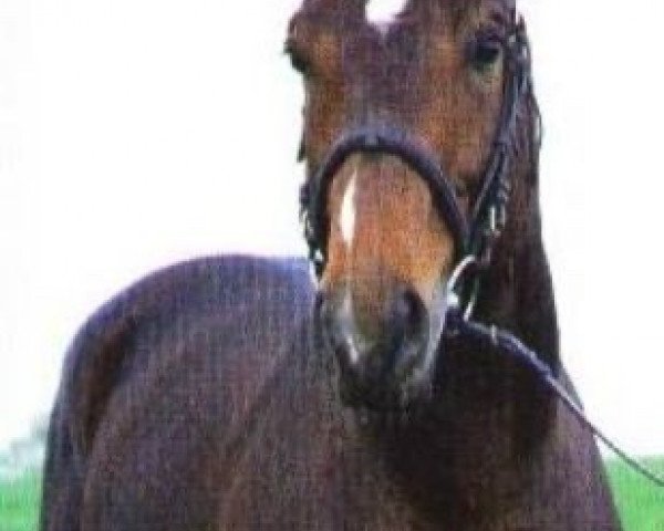 stallion Idem de Laume (Selle Français, 1996, from Urleven Pironniere)
