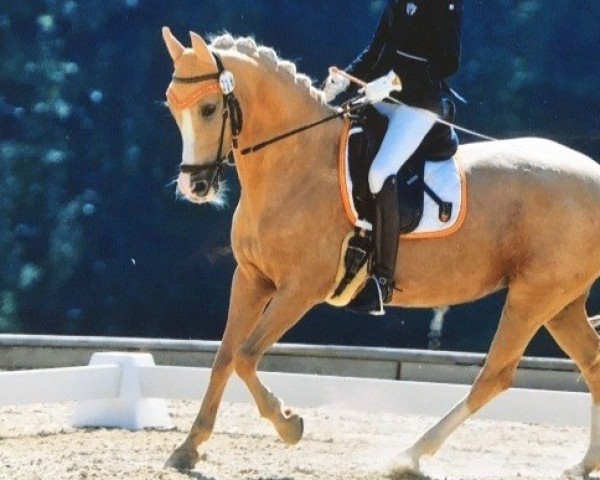 broodmare Golden Violet C (German Riding Pony, 2003, from Golden Dancer)