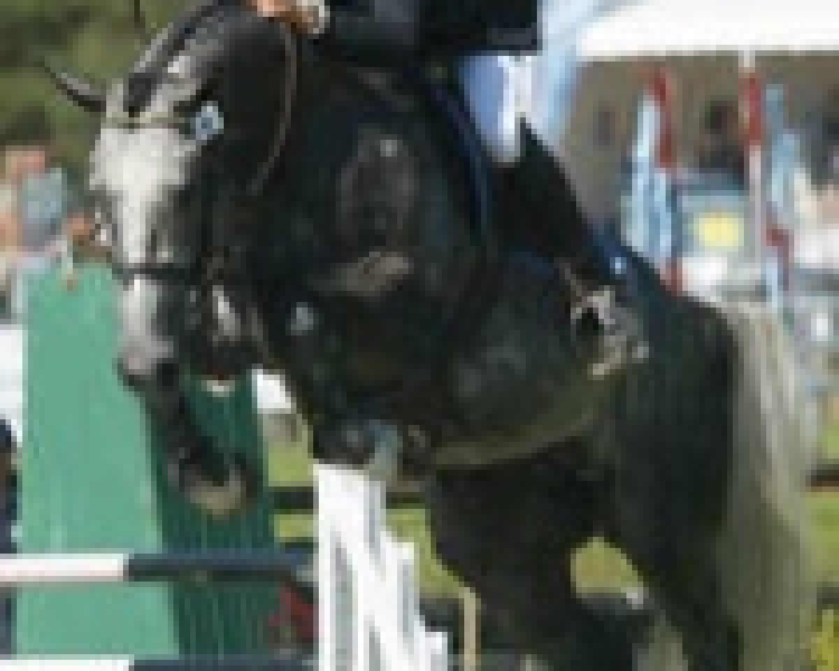 stallion Nighthawk (Selle Français, 2001, from Cumano)