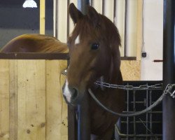 broodmare Estella (Hanoverian, 2006, from Edgar)