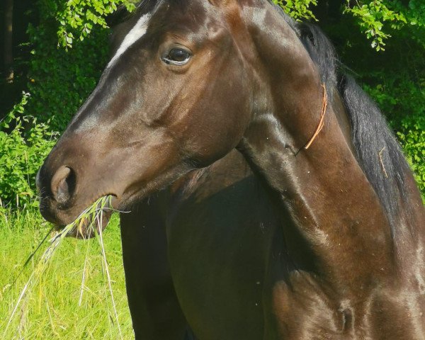 jumper Camaro MM (Hanoverian, 2021, from Camp Nou)