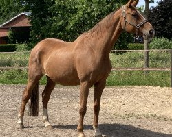 broodmare Galina M (Hanoverian, 2004, from Grand Cru)