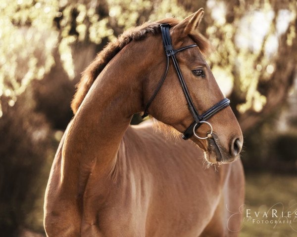 dressage horse Dan Dias (German Sport Horse, 2014, from Don Olymbrio)