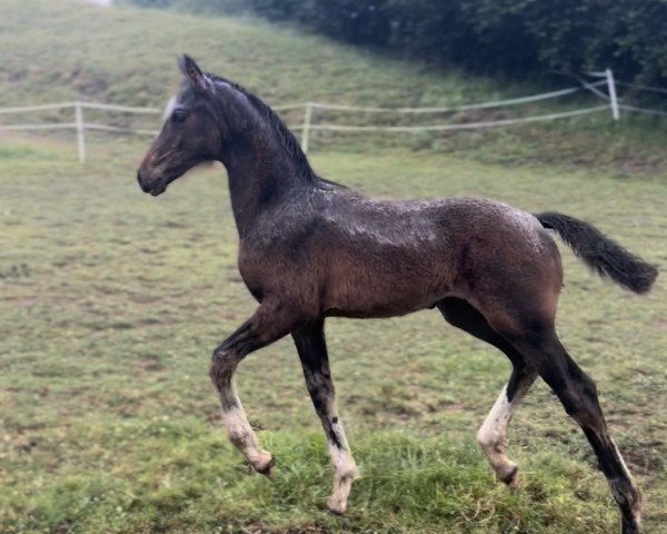 dressage horse Skylines Finelle (Westphalian, 2023, from Skyline To B)