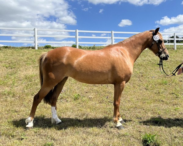 Zuchtstute Isadora (Welsh Pony (Sek.B),  , von Ysselvliedts Free Ladykiller)