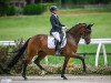 dressage horse Life is Life (Hanoverian, 2017, from Londontime)