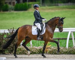 dressage horse Life is Life (Hanoverian, 2017, from Londontime)