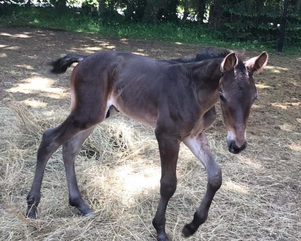 jumper Diamant de Luxe (Hanoverian, 2022, from Diamant de Cador)