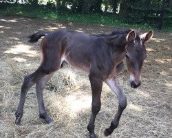 Pferd Diamant de Luxe (Hannoveraner, 2022, von Diamant de Cador)