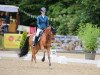 dressage horse Duplo 69 (German Riding Pony, 2019, from Dallmayr K)