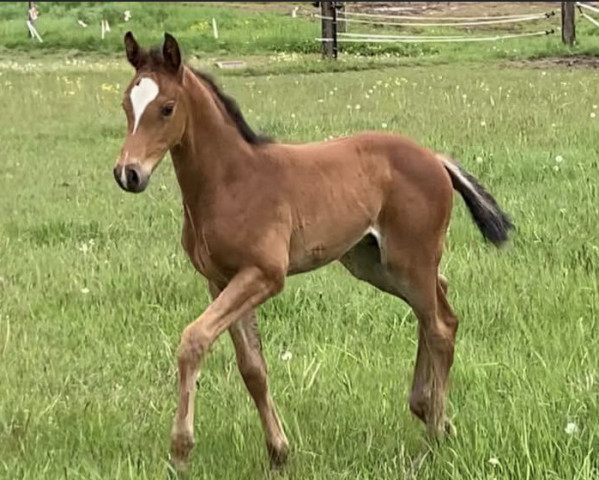 Springpferd Hengst von Corrinaro / Redfort (Holsteiner, 2021, von Corrinaro)