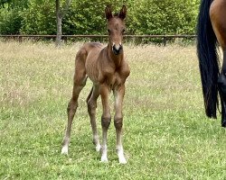 dressage horse Elfentanz PST (Trakehner, 2023, from Easy Game)