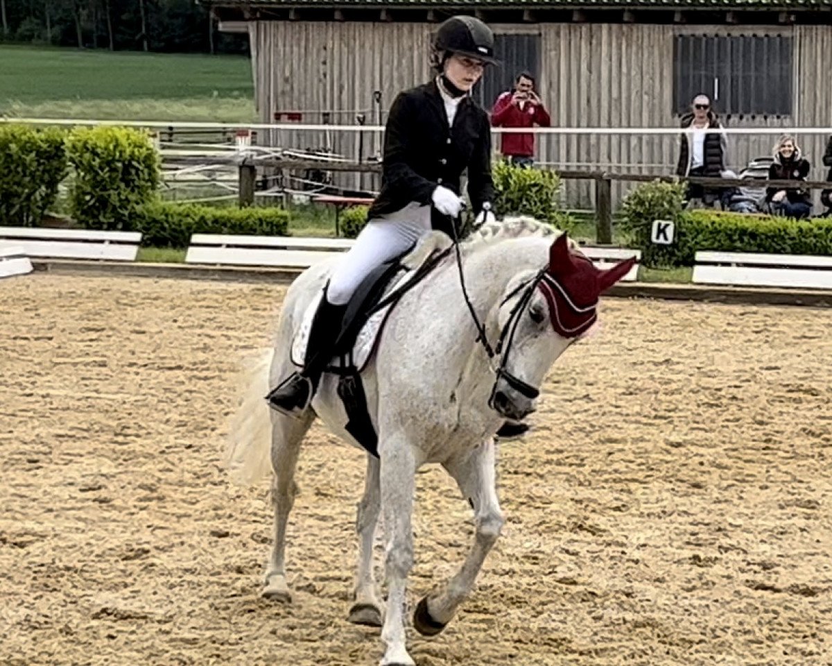 dressage horse Lickeen Romeo (Connemara Pony, 2012, from Kippure Alkatraz)
