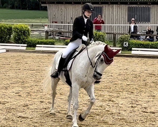 dressage horse Lickeen Romeo (Connemara Pony, 2012, from Kippure Alkatraz)