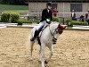 dressage horse Lickeen Romeo (Connemara Pony, 2012, from Kippure Alkatraz)