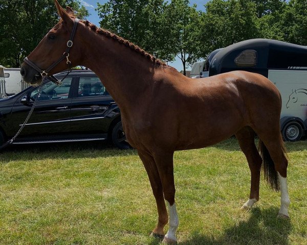 dressage horse San Salita (Hanoverian, 2015, from Scuderia)