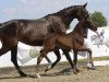 dressage horse St. Sweety (Westphalian, 2023, from St. Emilion)