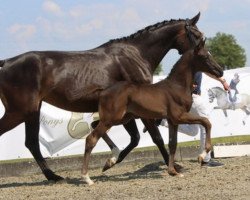 Dressurpferd St. Sweety (Westfale, 2023, von St. Emilion)