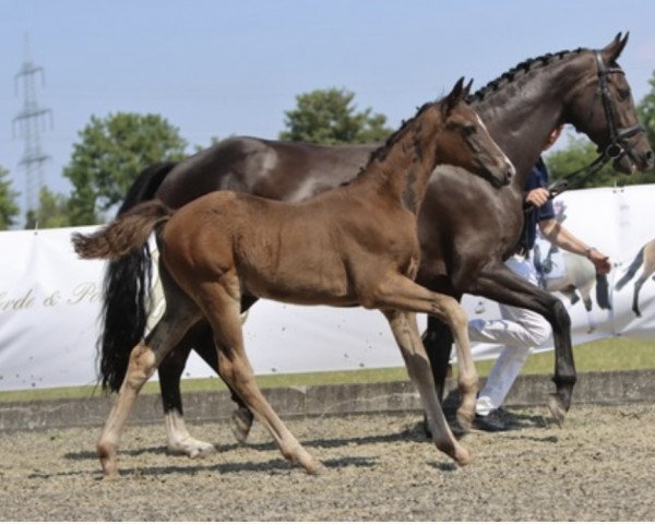 dressage horse St. Aurum (Westphalian, 2023, from Blue Hors St. Schufro)