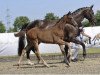 dressage horse St. Aurum (Westphalian, 2023, from Blue Hors St. Schufro)