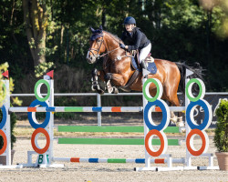 Springpferd Elco Vm (KWPN (Niederländisches Warmblut), 2009, von Douglas)