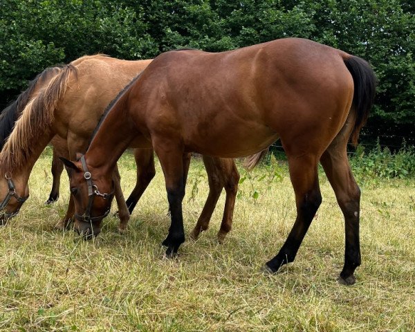 horse Lil Bonnie Dee Bar (Paint Horse, 2022)