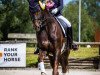 dressage horse Brooklyn 30 (Hanoverian, 2010, from Belissimo NRW)