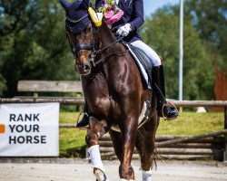 dressage horse Brooklyn 30 (Hanoverian, 2010, from Belissimo NRW)