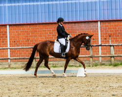 dressage horse Viña del Mar (Westphalian, 2016, from Voyageur 2)