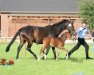 dressage horse Der Poet 6 (Westphalian, 2016, from De Niro)